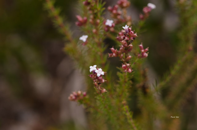 Plantes avec fleur(s) de couleur blanche