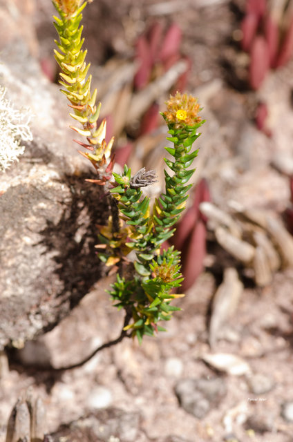 Plantes avec fleur(s) de couleur jaune ou dorée