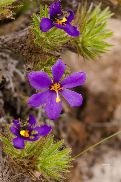 Plantes avec fleur(s) de couleur bleue