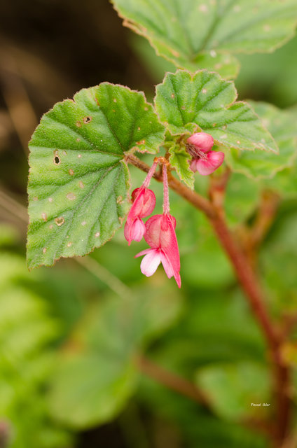 Plantes avec fleur(s) de couleur rouge