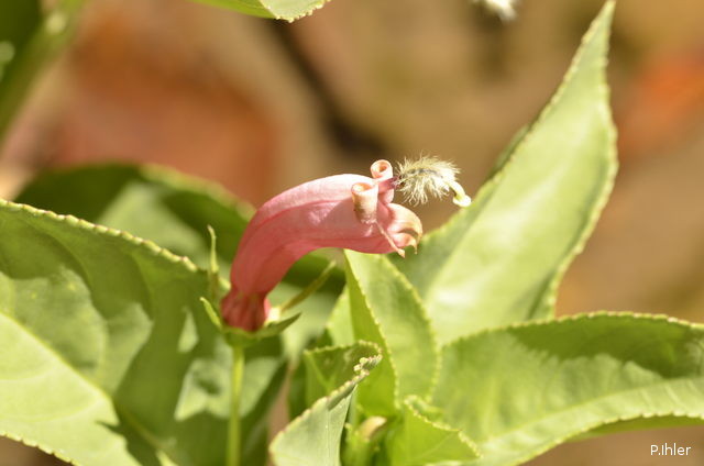 Plantes avec fleur(s) de couleur rose ou violette