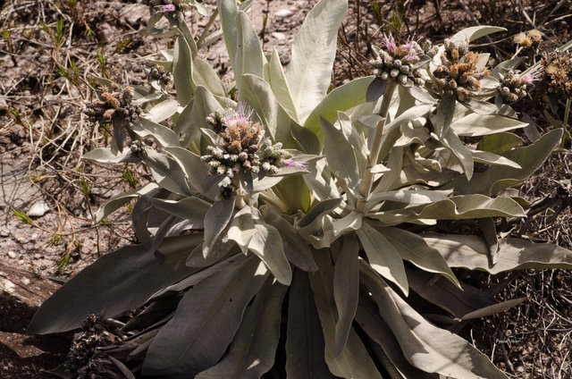 Plantes orchidacées