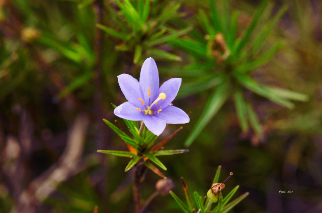 Plantes avec fleur(s) de couleur bleue