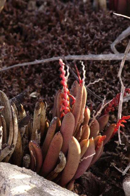 Plantes orchidacées