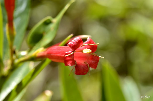 Plantes avec fleur(s) de couleur rouge