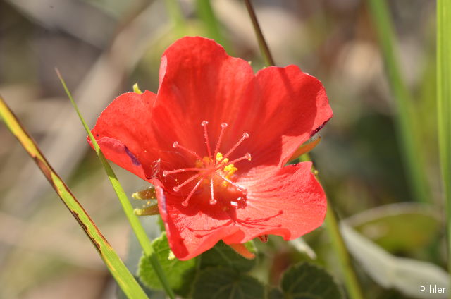 Plantes avec fleur(s) de couleur rouge