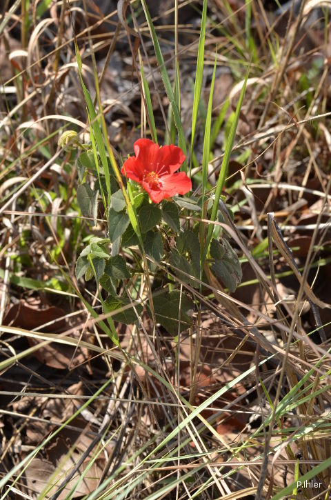 Plantes avec fleur(s) de couleur rouge