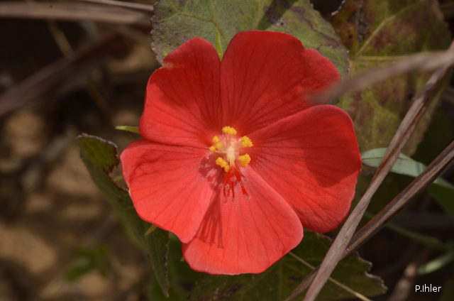 Plantes avec fleur(s) de couleur rouge