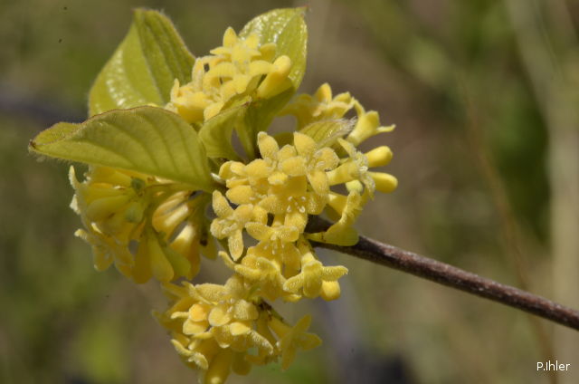 Plantes avec fleur(s) de couleur jaune ou dorée
