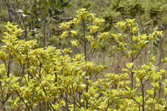 Plantes avec fleur(s) de couleur jaune ou dorée