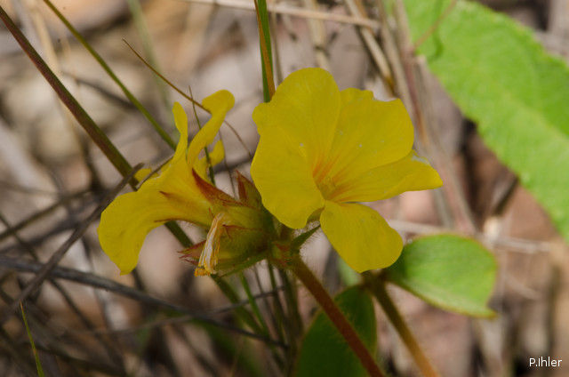 Plantes avec fleur(s) de couleur jaune ou dorée