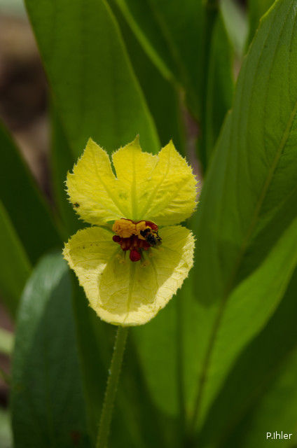 Plantes avec fleur(s) de couleur jaune ou dorée