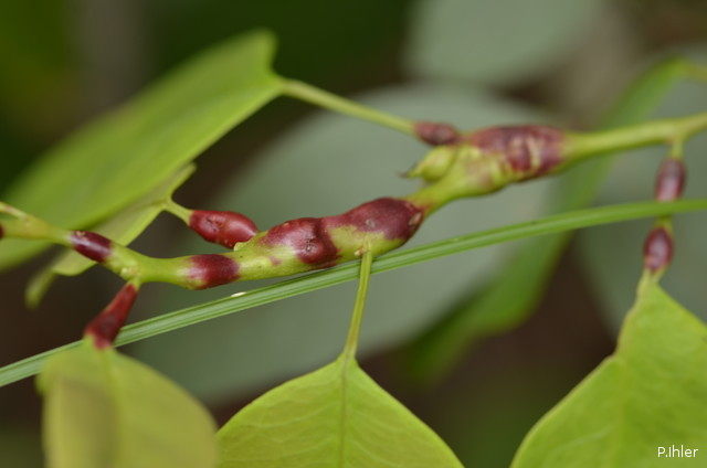 Exemples - maladies ou autres dans le Cerrado