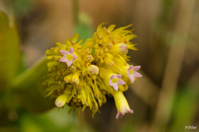 Plantes avec fleur(s) de couleur jaune ou dorée