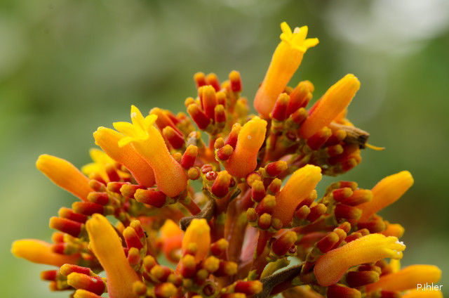 Plantes avec fleur(s) de couleur orange