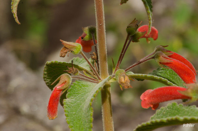 Plantes avec fleur(s) de couleur rouge