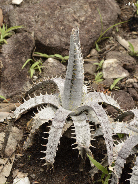 Plantes broméliacées