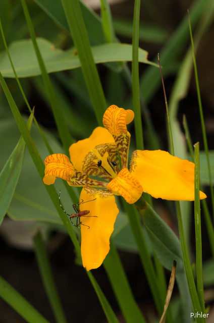 Plantes avec fleur(s) de couleur orange