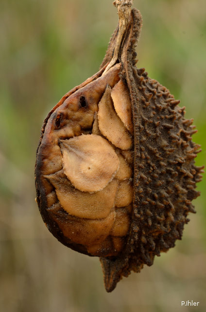 Fruits et semences