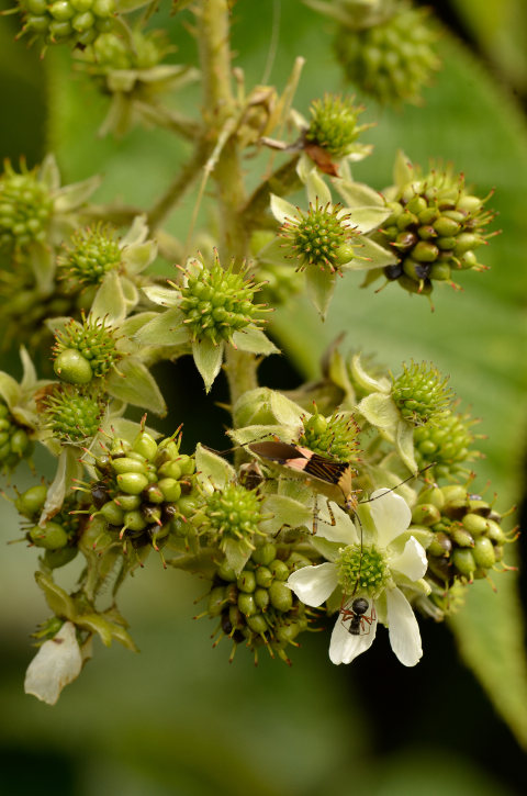 Plantes avec fleur(s) de couleur blanche