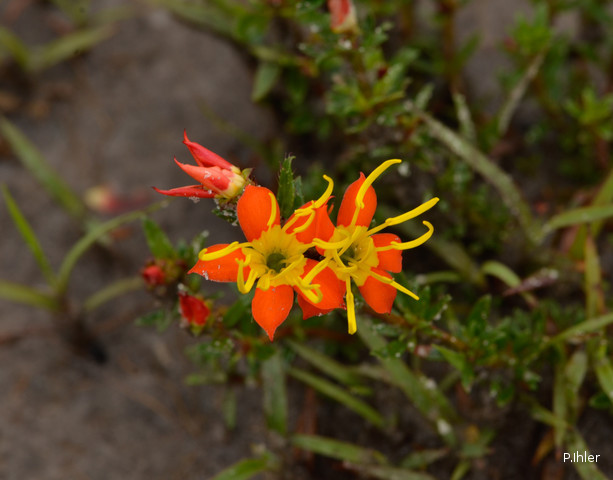 Plantes avec fleur(s) de couleur orange