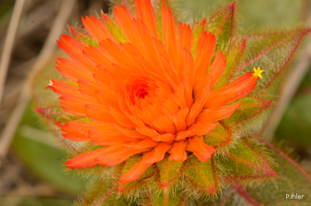 Plantes avec fleur(s) de couleur orange