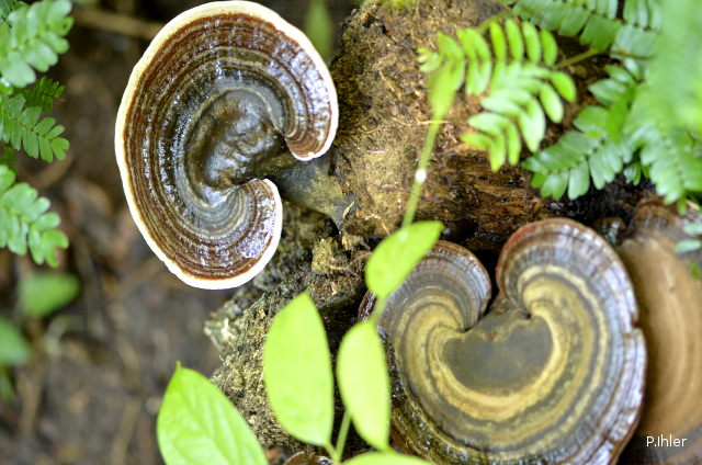 Liquens ou champignons (différents d