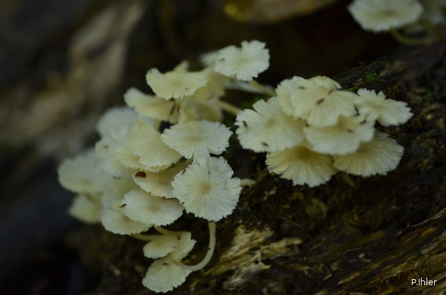 Liquens ou champignons (différents d