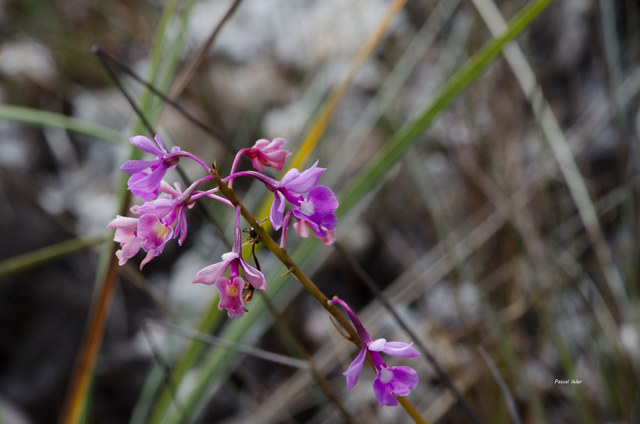 Plantes orchidacées