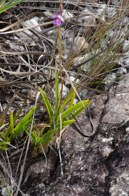Plantes orchidacées