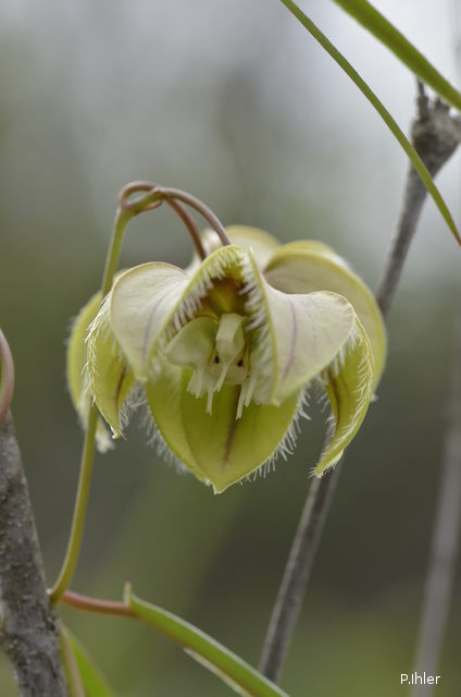 Plantes avec fleur(s) de couleur blanche
