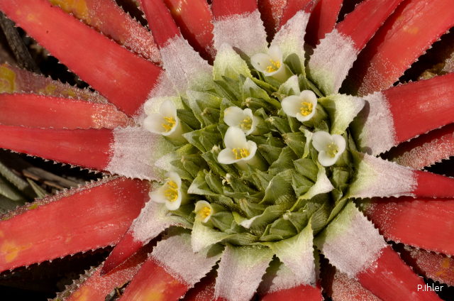 Plantes broméliacées