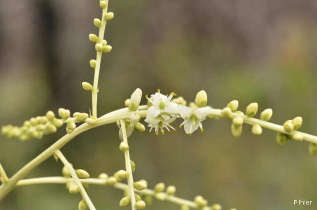 Plantes broméliacées