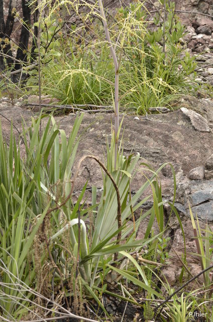 Plantes orchidacées