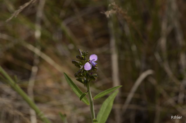 Plantes avec fleur(s) de couleur bleue