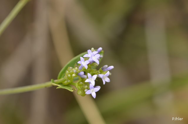 Plantes avec fleur(s) de couleur bleue