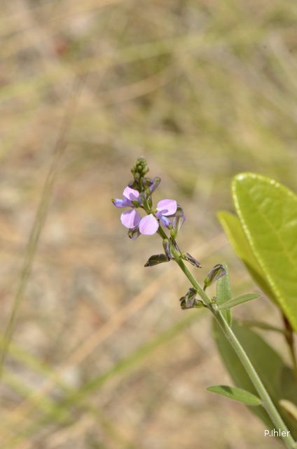 Plantes avec fleur(s) de couleur bleue