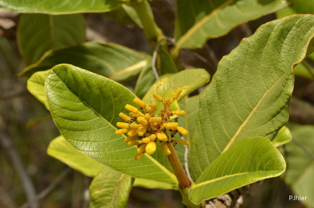 Plantes avec fleur(s) de couleur jaune ou dorée
