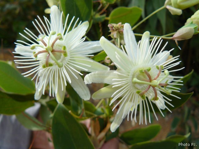 Plantes avec fleur(s) de couleur blanche