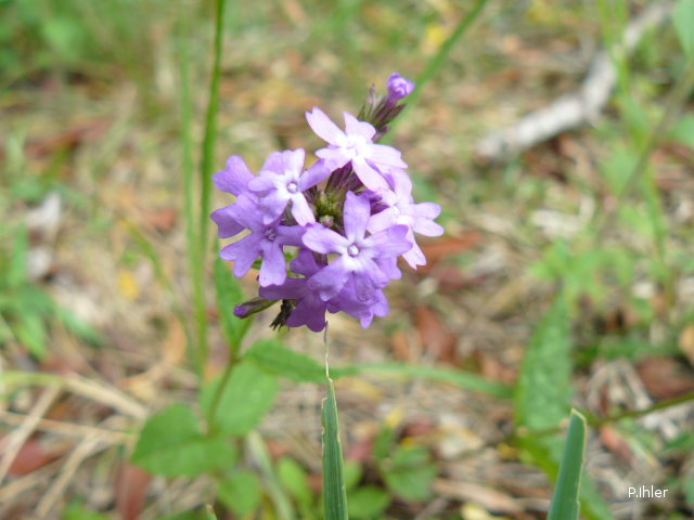 Plantes avec fleur(s) de couleur bleue