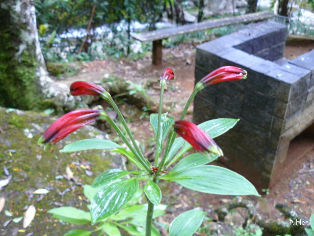 Plantes avec fleur(s) de couleur rouge