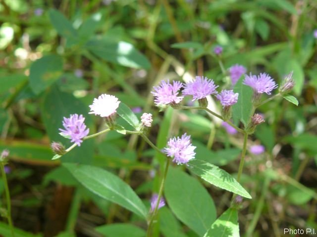 Plantes avec fleur(s) de couleur rose ou violette
