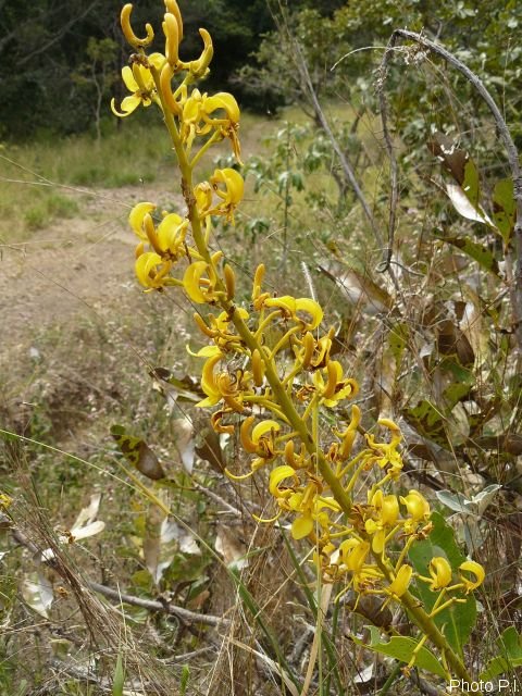 Plantes avec fleur(s) de couleur jaune ou dorée
