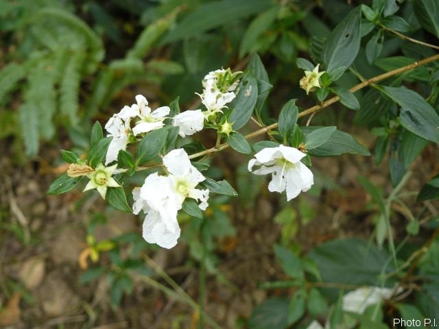 Plantes avec fleur(s) de couleur blanche