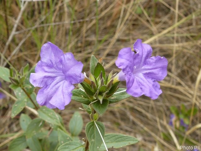 Plantes avec fleur(s) de couleur bleue
