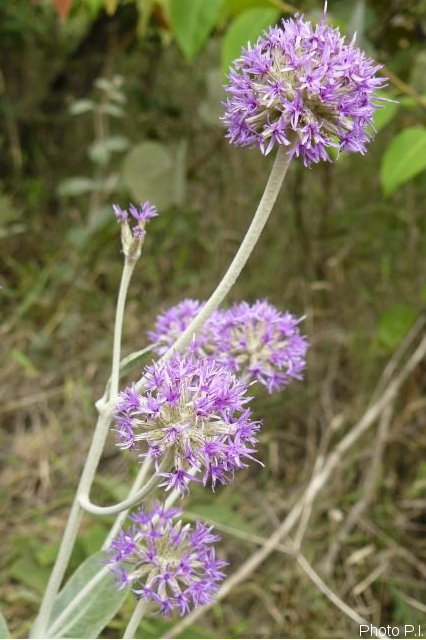 Plantes avec fleur(s) de couleur rose ou violette