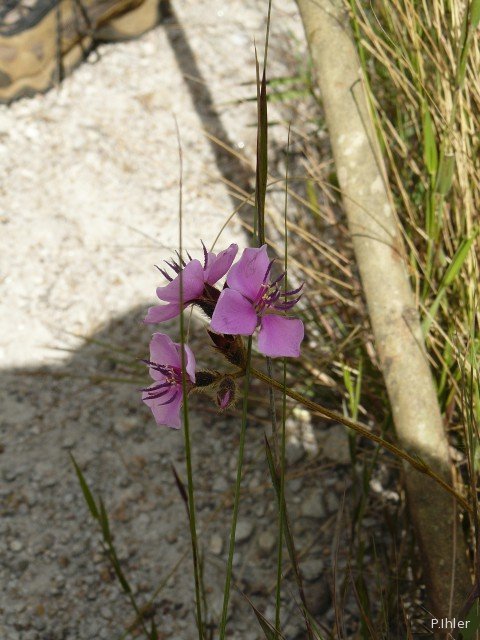 Plantes avec fleur(s) de couleur rose ou violette