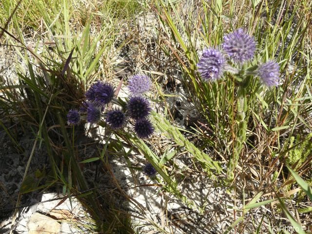 Plantes avec fleur(s) de couleur bleue