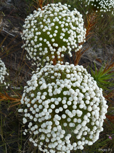 Plantes avec fleur(s) de couleur blanche