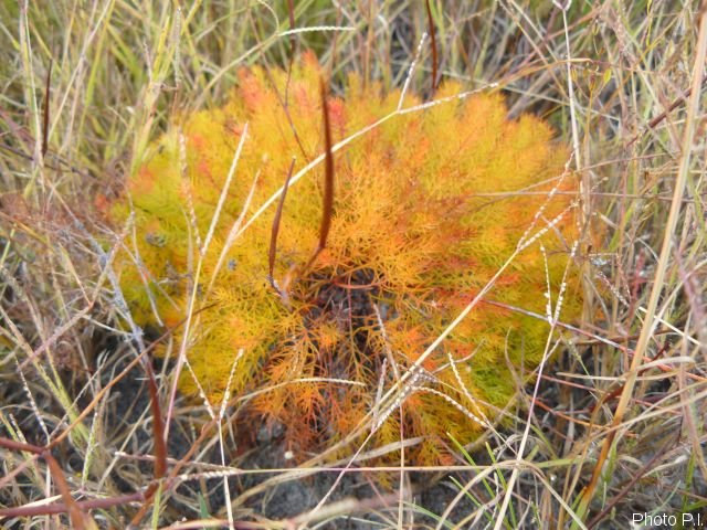 Plantes particulières